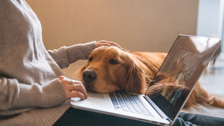 Animal-dog-laptop-working-home-243987796-web-1500px.jpg